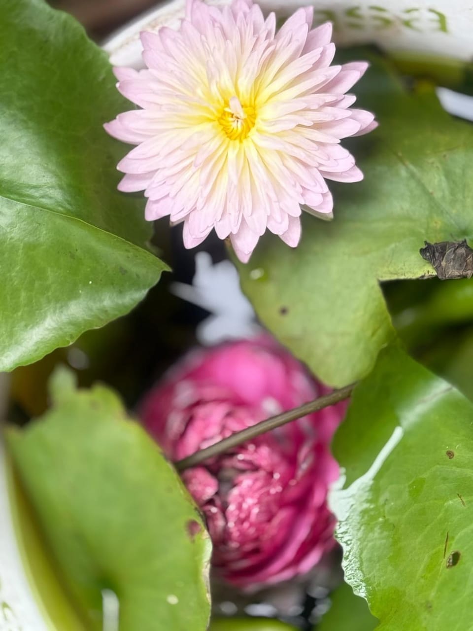 Winter heaven with exotic fruits and flower garden House in Kerala