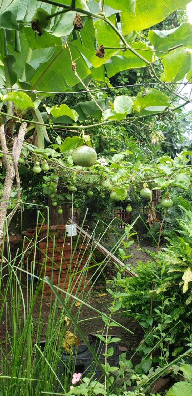Garden, Garden, Garden view