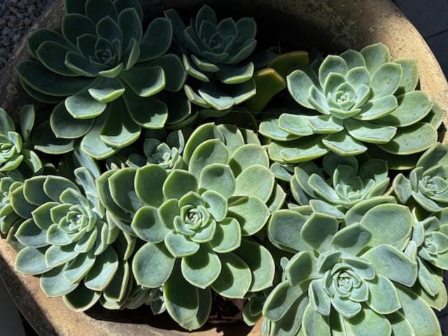 Hidden Garden Studio Apartment in Plettenberg Bay