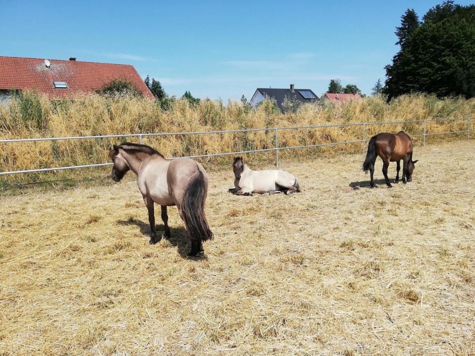 Urlaub auf dem Bauernhof mit Wellness Apartment in Straubing-Bogen