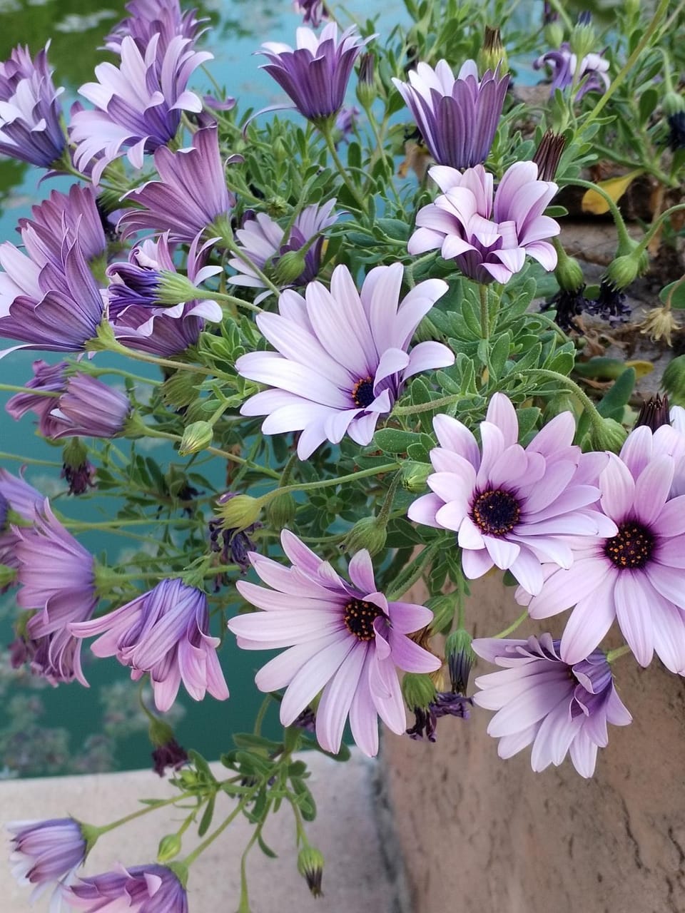 Garden, Garden
