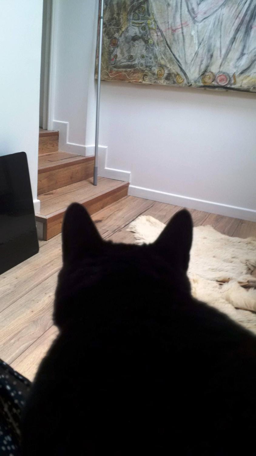 Living room, Animals, Pets