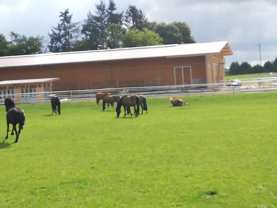 Farm vacation with wellness and horses Apartment in Straubing-Bogen