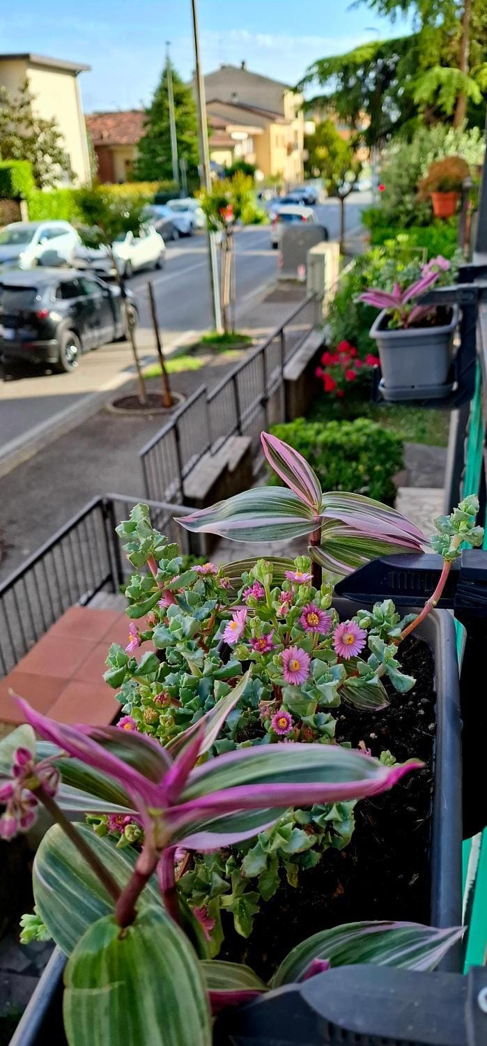 Spring