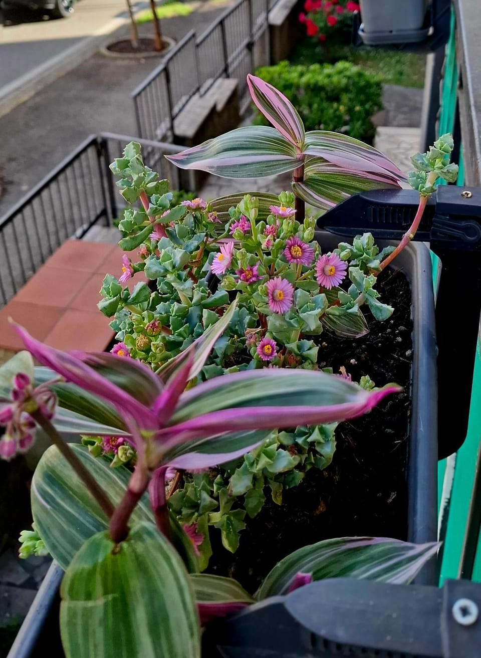 Garden view