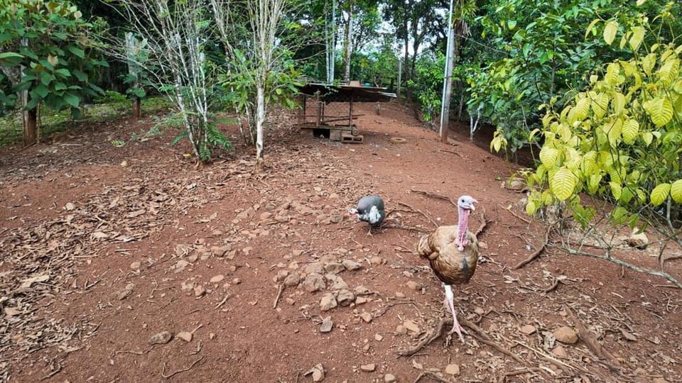 Finca Secreto Sur A Hidden Paradise in the Jungle House in San José Province