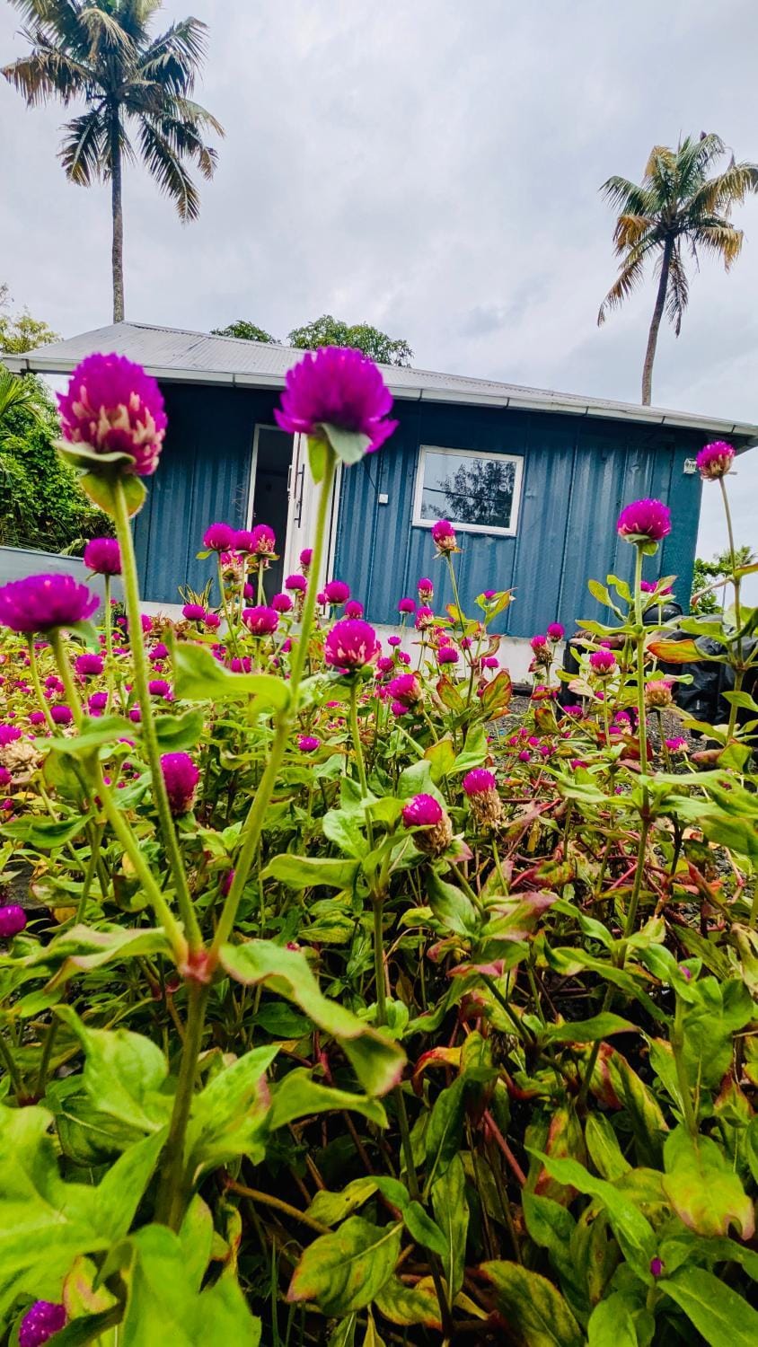 Day, Garden, Garden view