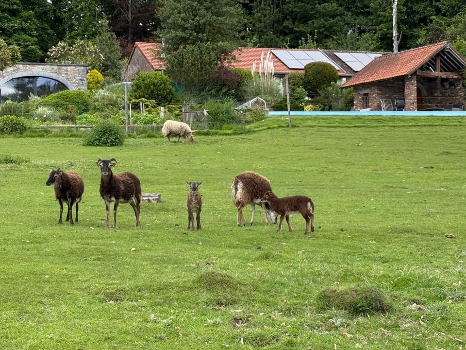 Les Jardins du Chepson - Maison, nature, calme près de Namur House in Belgium