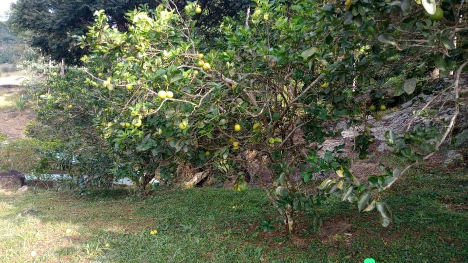 Camping do Mica Campground/ 
RV Resort in State of Rio de Janeiro