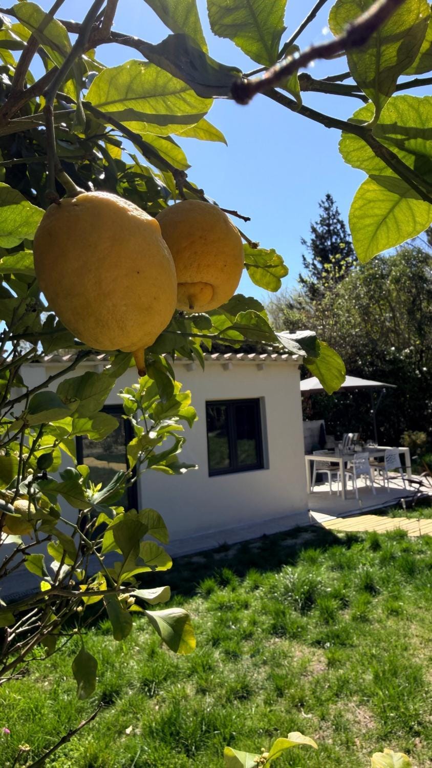 Property building, Garden, Garden view