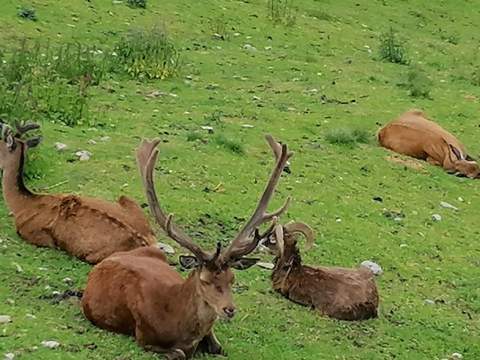 Animals