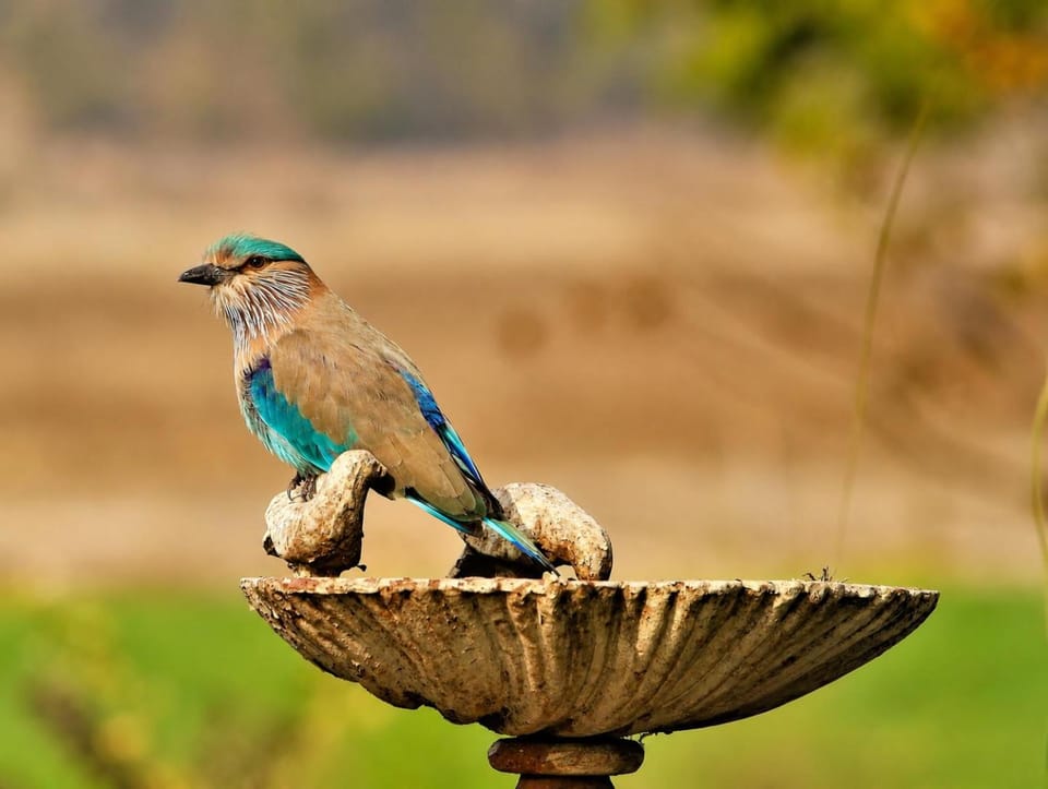 Animals, Garden view, Garden view