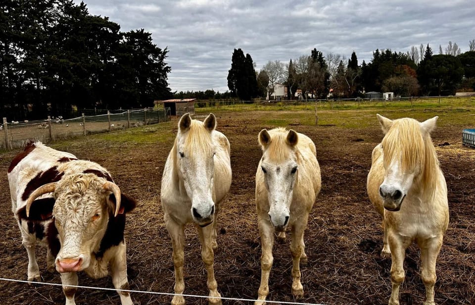Animals