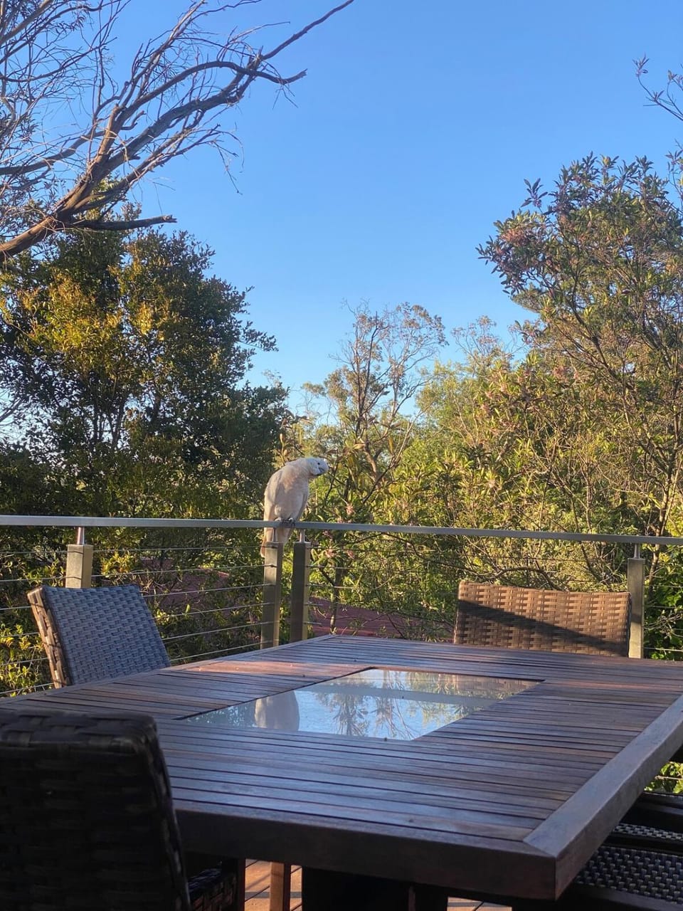 Ficus Cottage - 3 Bed 2 Bath House in Wentworth Falls