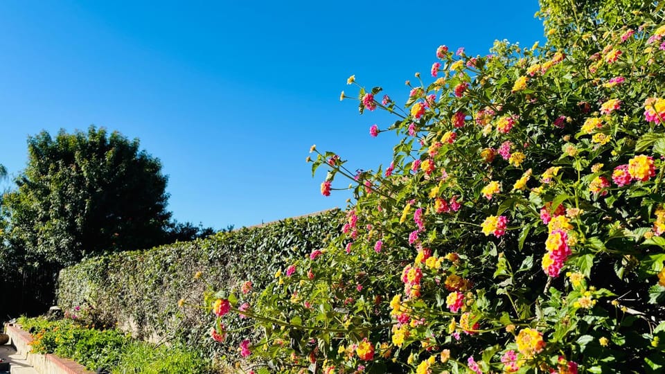 Garden view