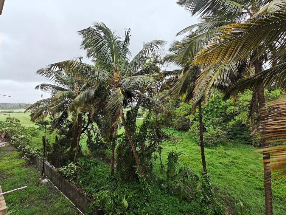 Day, Natural landscape, Garden view