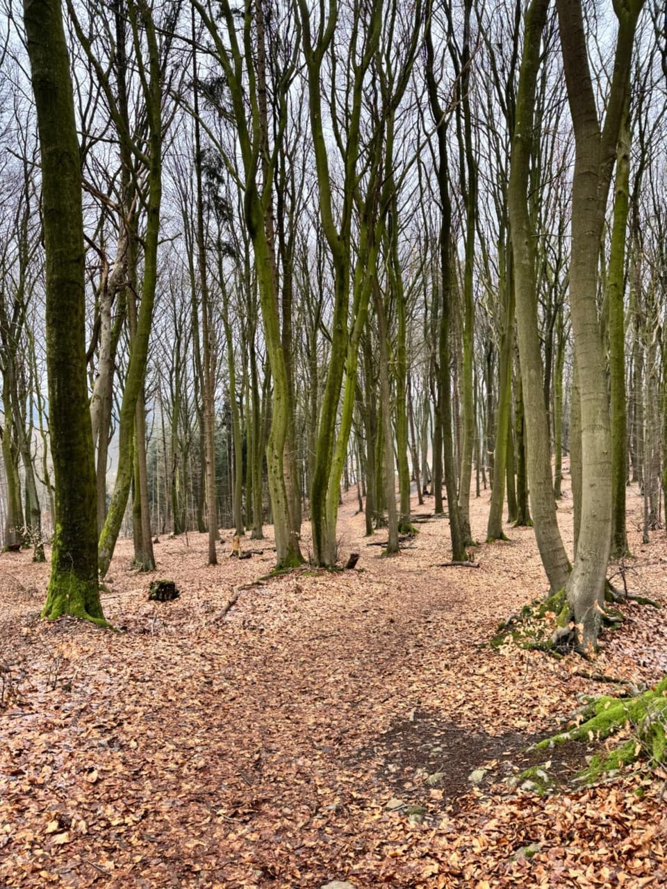 Natural landscape