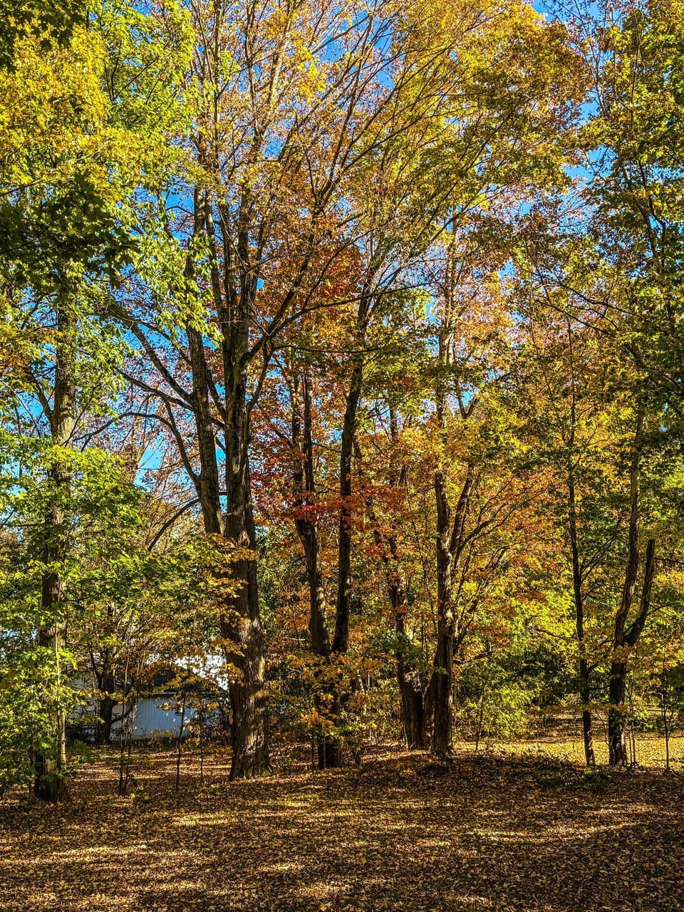 Autumn, Area and facilities