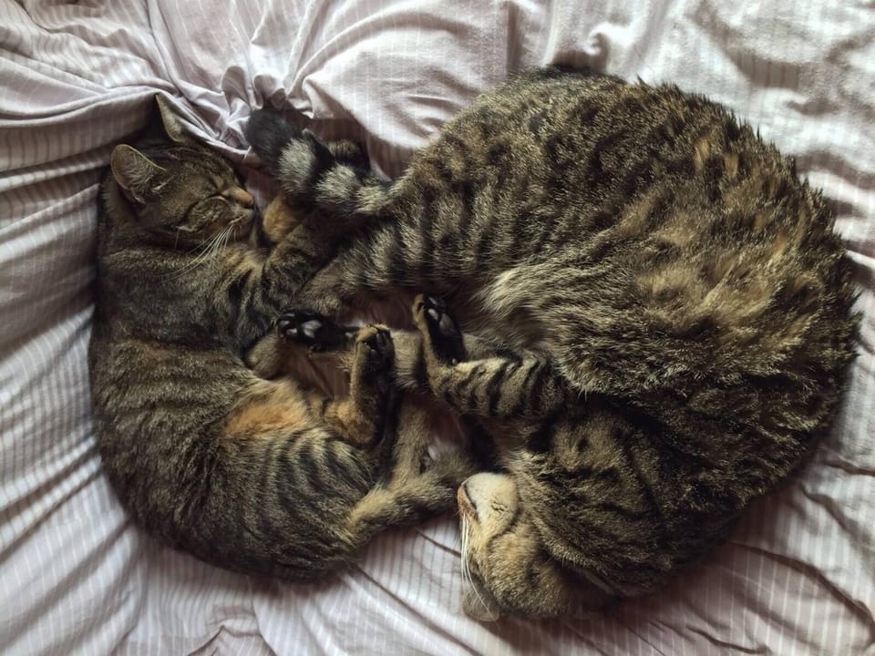 Animals, Pets