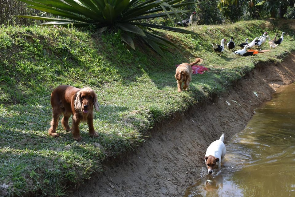 Pets, pet friendly