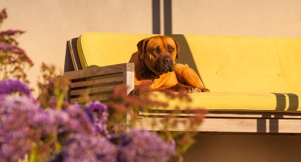 Pets, Pets, Pets, Sunset