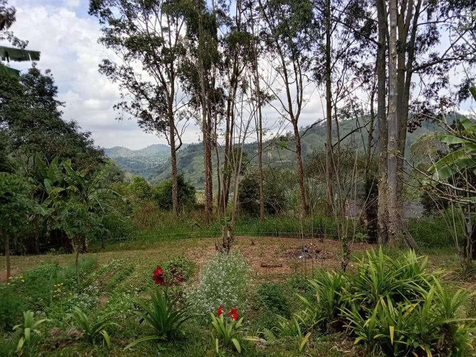 Garden, View (from property/room)