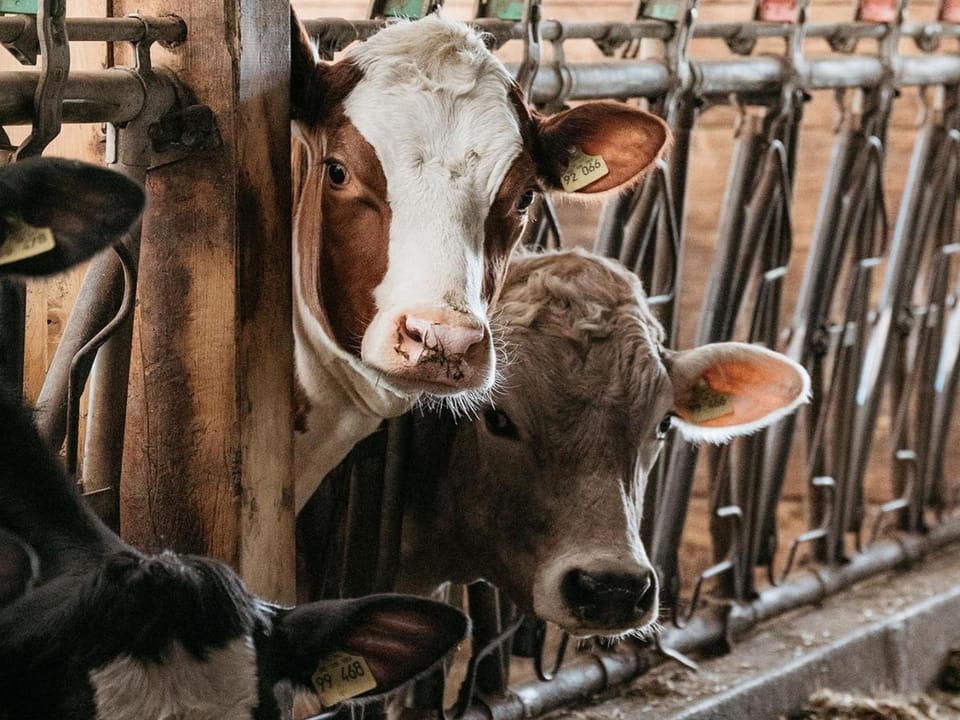 Animals