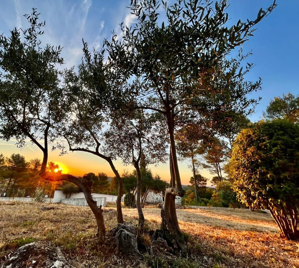 Garden, Sunrise