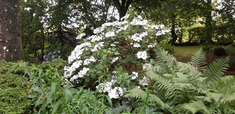 Natural landscape, Garden