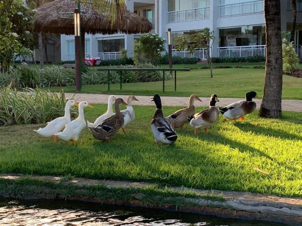 GOLF VILLE RESORT - Porto das Dunas- BEACH PARK Apartment in State of Ceará