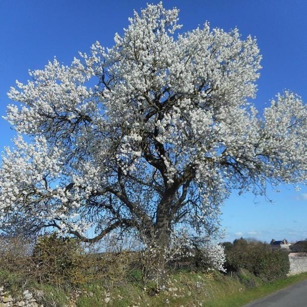 Natural landscape