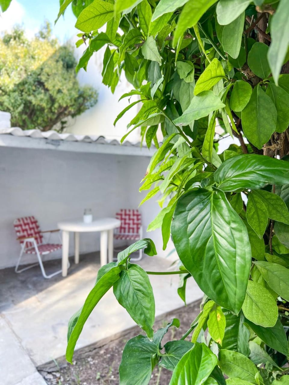 Patio, Garden