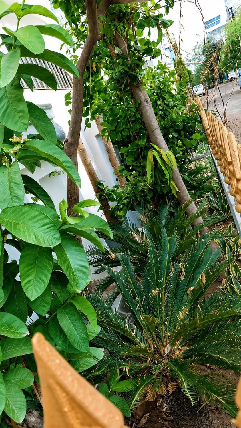 Garden view