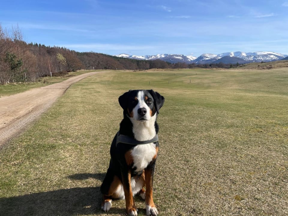 Natural landscape, Pets