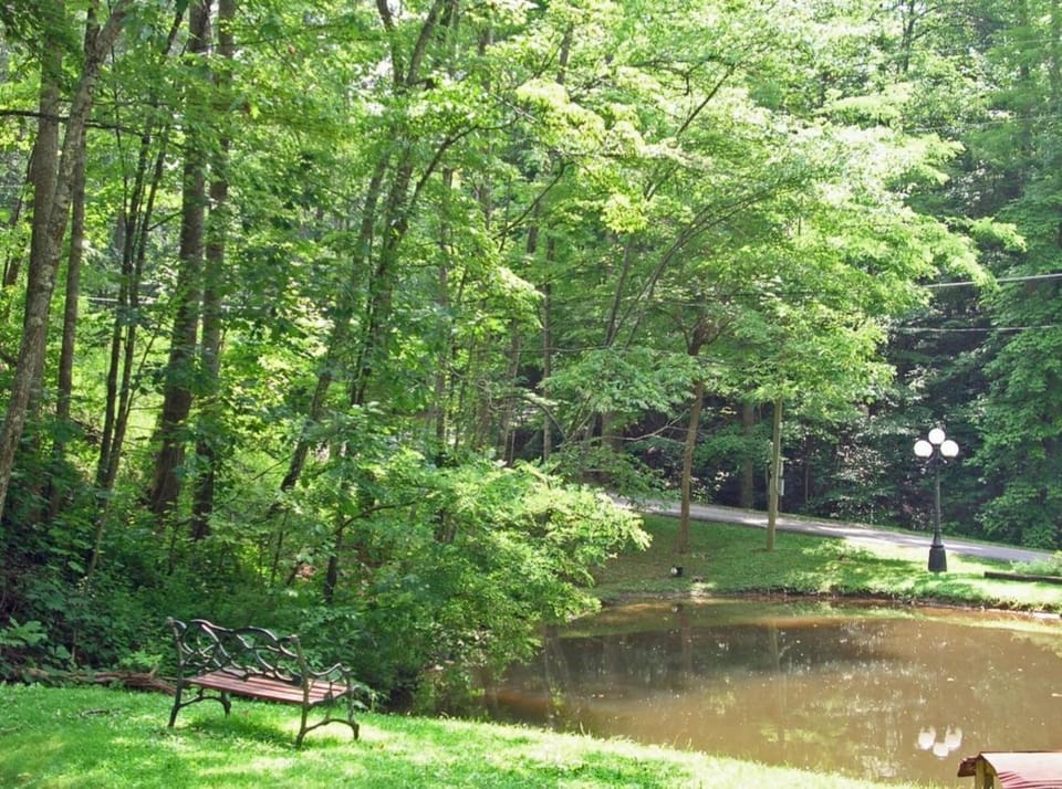 Duck Pond- Daily Bear Visits Chalet in Gatlinburg