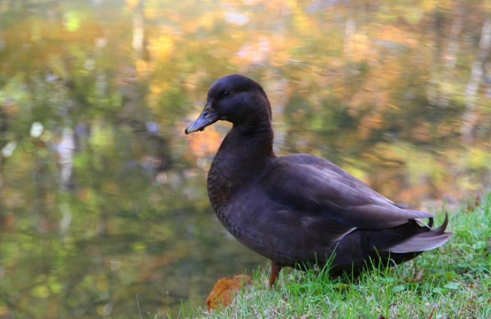 Duck Pond- Daily Bear Visits Chalet in Gatlinburg