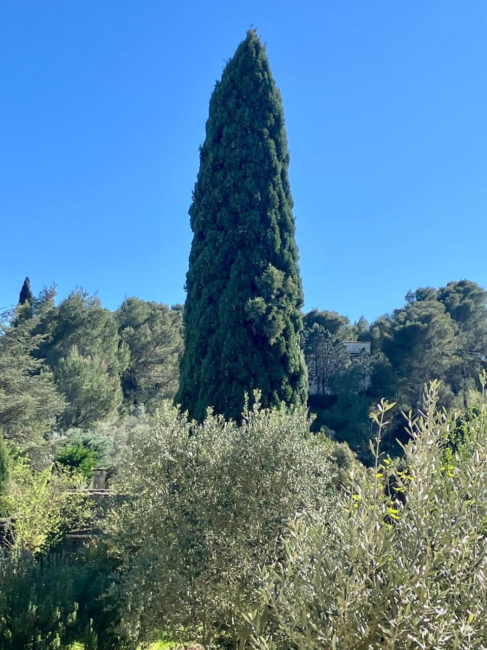 Maison près d'Avignon vue pinède House in Avignon