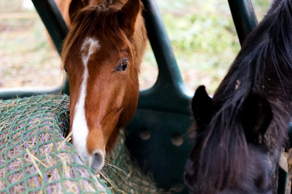 Horse-riding, Animals