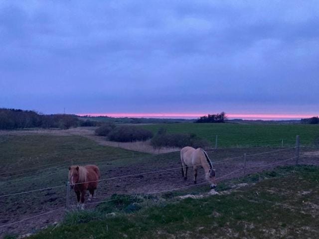 Natural landscape, Animals, Sunset