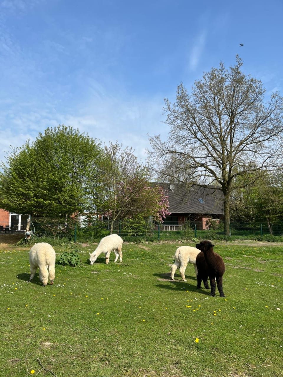 Natural landscape, Animals