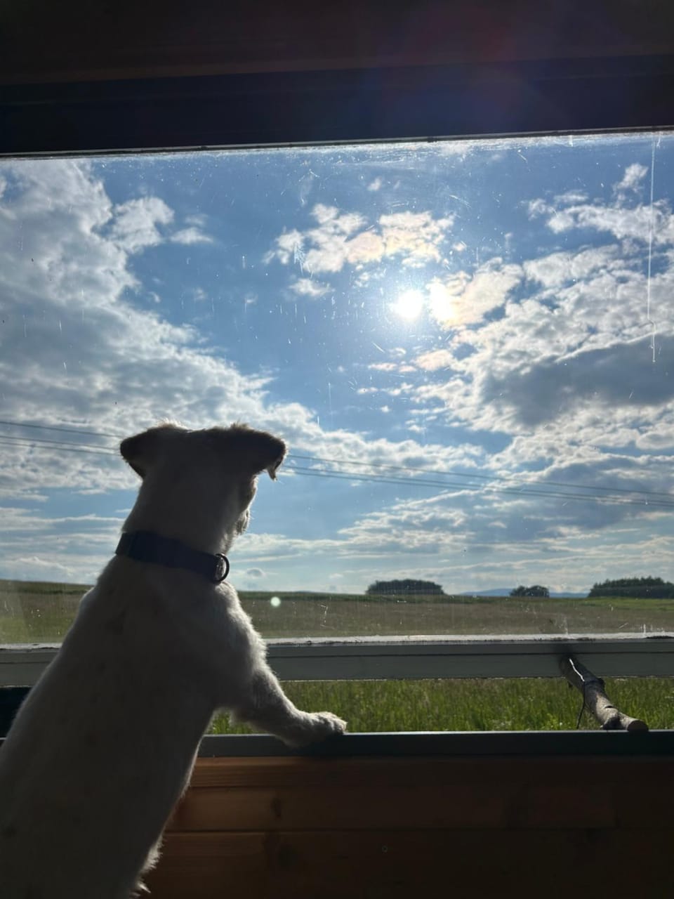 Natural landscape, Pets