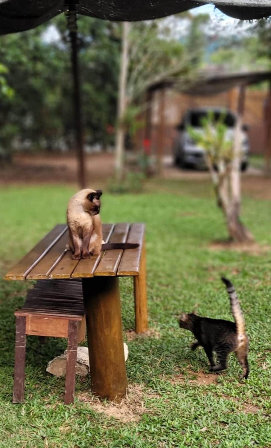 Animals, Pets