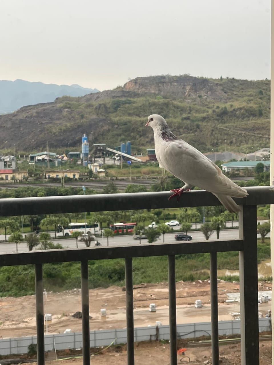 Natural landscape, Balcony/Terrace, Animals, Mountain view