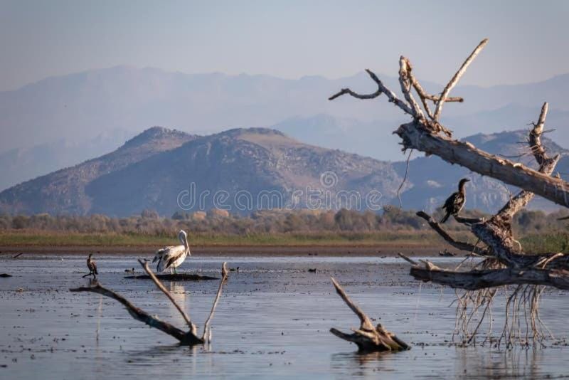 Sunrise Skadar lake Apartment in Podgorica Municipality, Montenegro