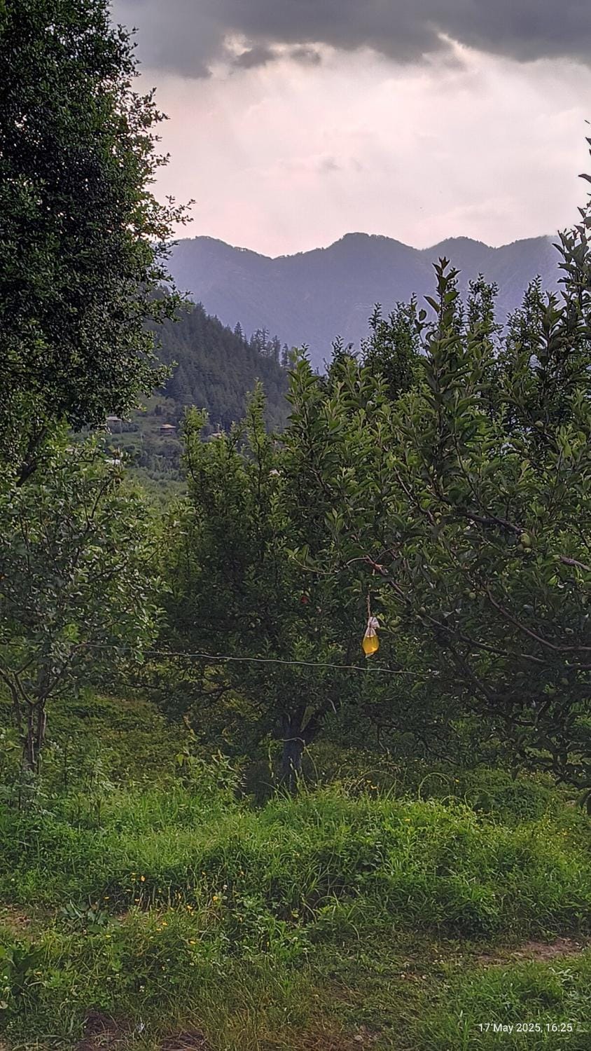 Spring, Day, Natural landscape, Garden, Mountain view