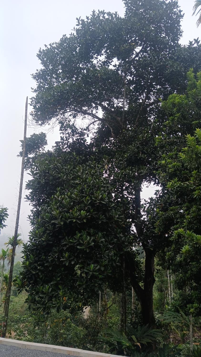 Kanthanpara mist stay Vacation rental in Kerala