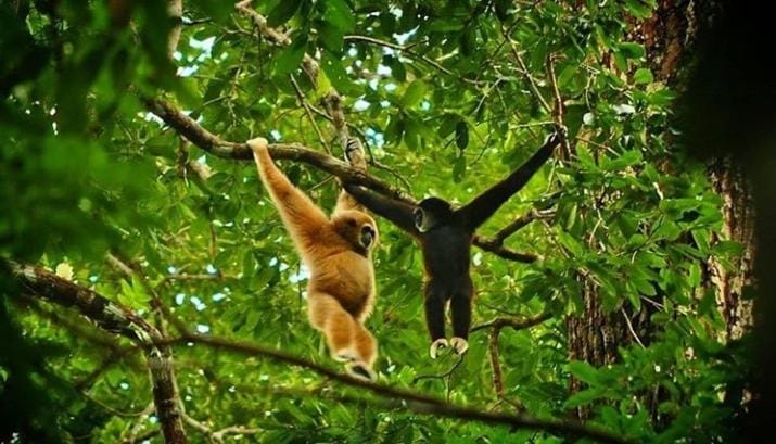 Monkey Business Tours & Accommodation Bed and Breakfast in Indonesia