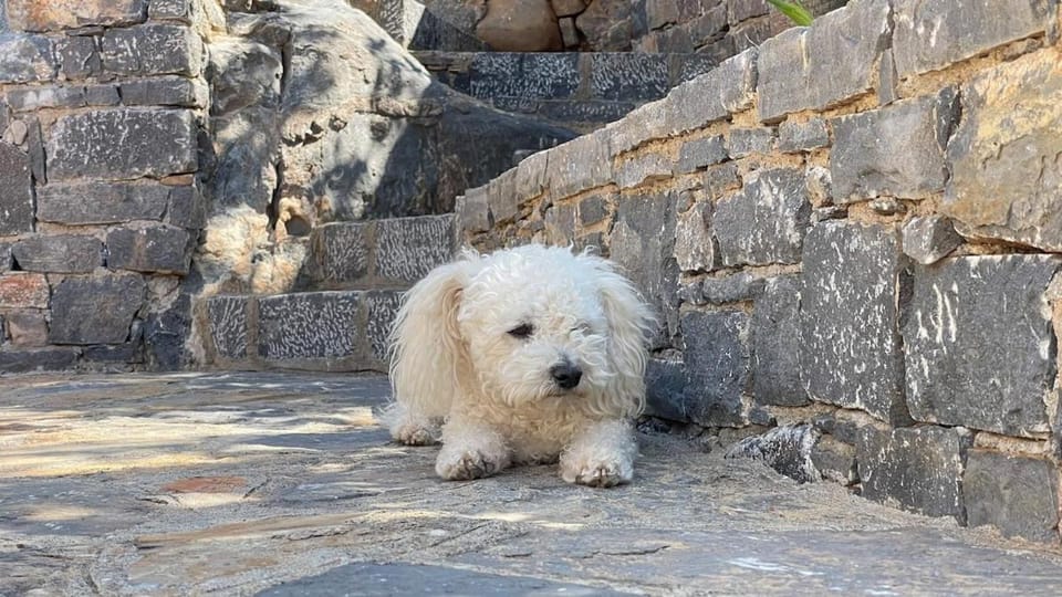 Pets, pet friendly