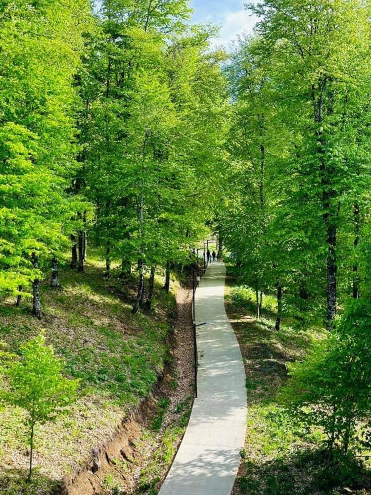 Quiet Forest Apartment in Bakuriani - Monthly Rent Apartment in Georgia