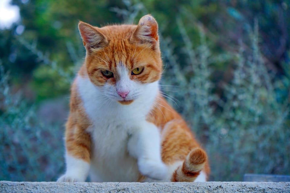 CALLIOPE MAILLE studios & apartments Apartment in Kalymnos